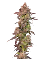 Gas Face Auto fem (Mavericks Genetics)