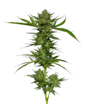 Slightly Stoopid Fruits fem (Humboldt Seed Company), США