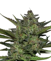 Sour Apple Auto fem (Humboldt Seed Company), США