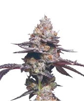 Thin Mint Auto fem (Mavericks Genetics)